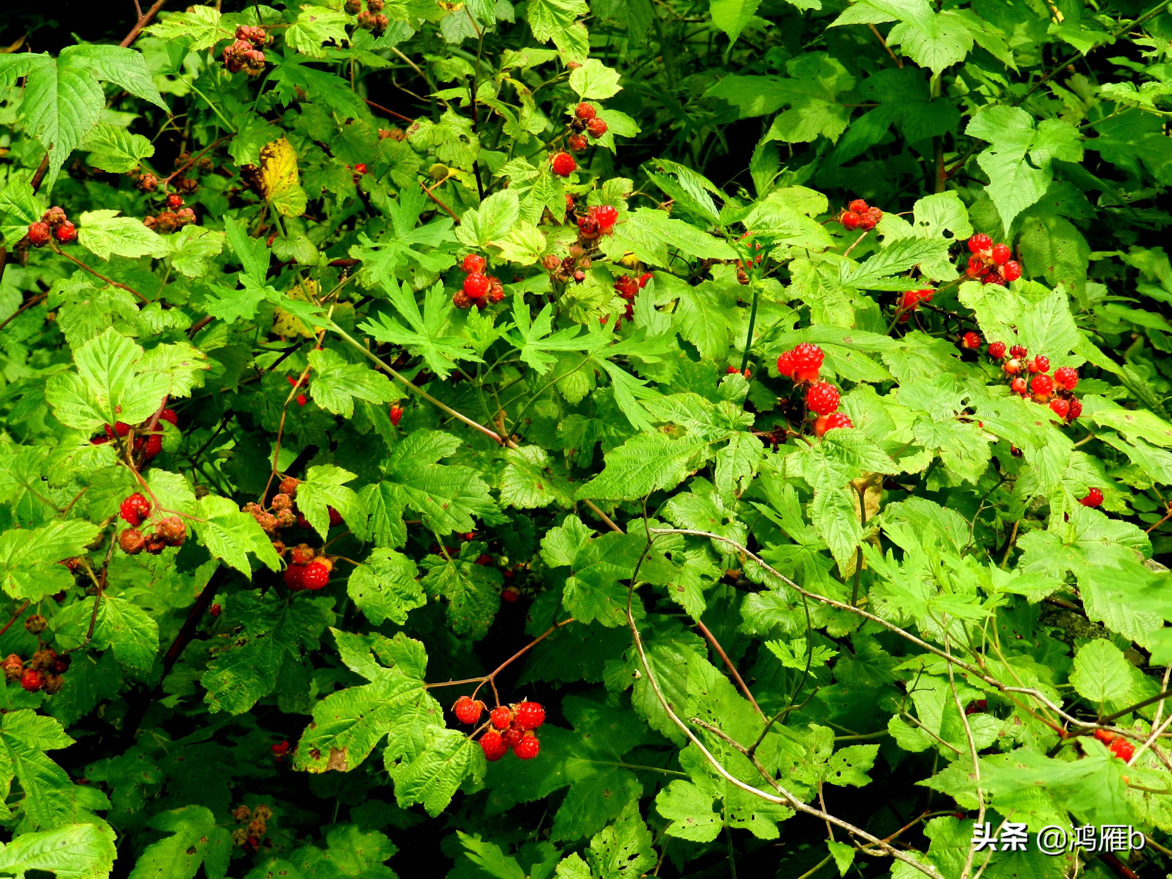 大山里的野果熟了想吃,山里的野果逐渐熟了