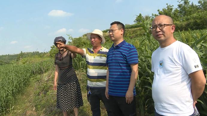 红了!红了!这些天的南充市嘉陵区龙蟠镇真的是“红遍天”了