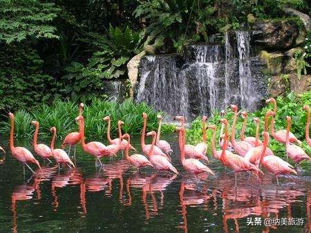 夜间野生动物园,新加坡夜间野生动物园