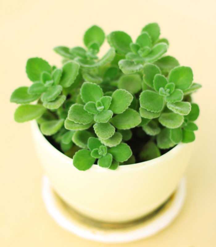 100种绿植大全,50种盆栽绿植花卉大全