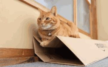 租猫一天多少合适,猫咪租赁一般多少钱