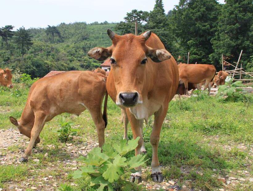 黄牛喂养配方,断奶小黄牛饲喂方法