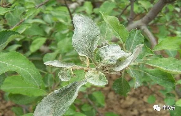 最新果园病虫害排行,果树白叶病如何防治