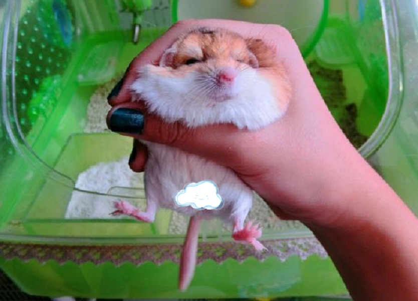 仓鼠中最好养活的几种仓鼠,最容易养的宠物仓鼠