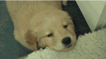 铲屎官的呕吐,狗狗呕吐铲屎官该怎么办