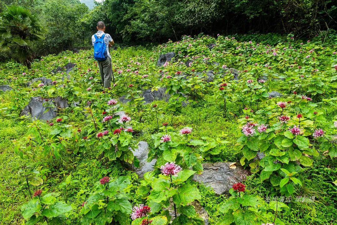 徒步穿越秦岭无人区,徒步穿越喀斯特森林