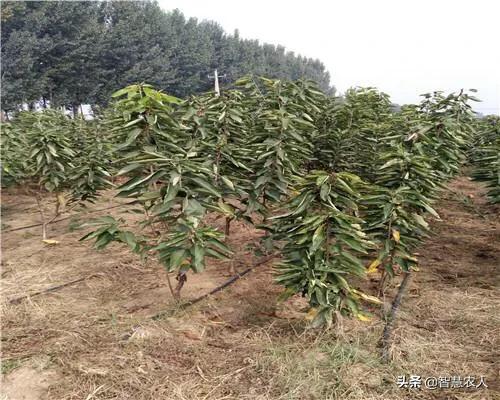都说樱桃好吃树难栽的高级文案,樱桃树怎么种植最好吃
