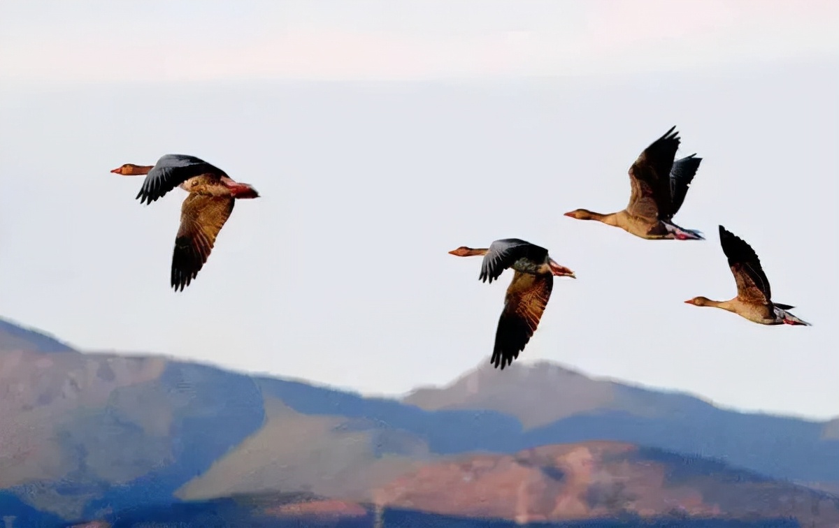 塔城生态环境优美,新疆是个好地方塔城