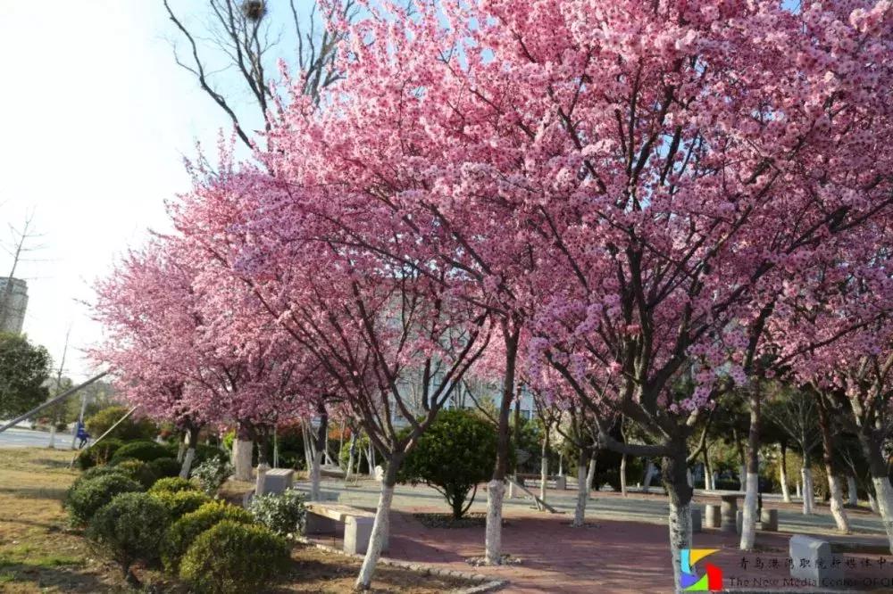 网友对青岛港湾职业学院的评价,街访你眼中的石家庄