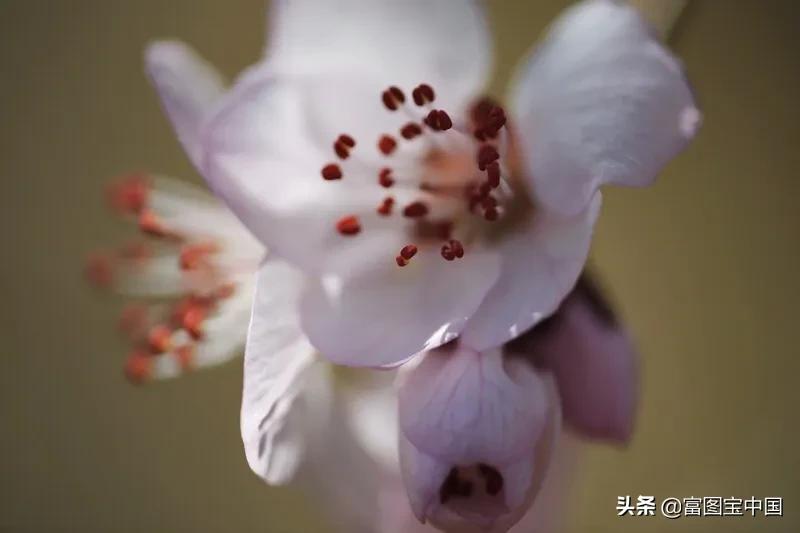 桃花怎么拍才好看,桃花怎么拍摄才能出新意