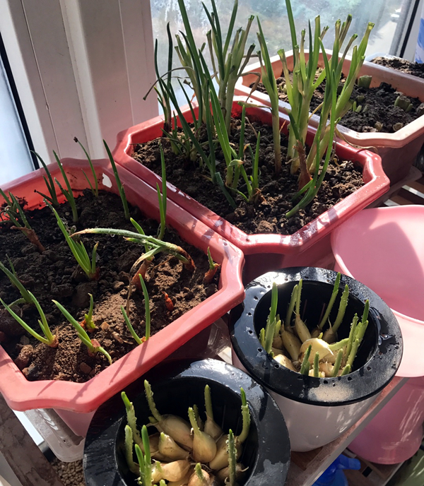 家里种蒜怎么浇水,家里种大蒜的方法