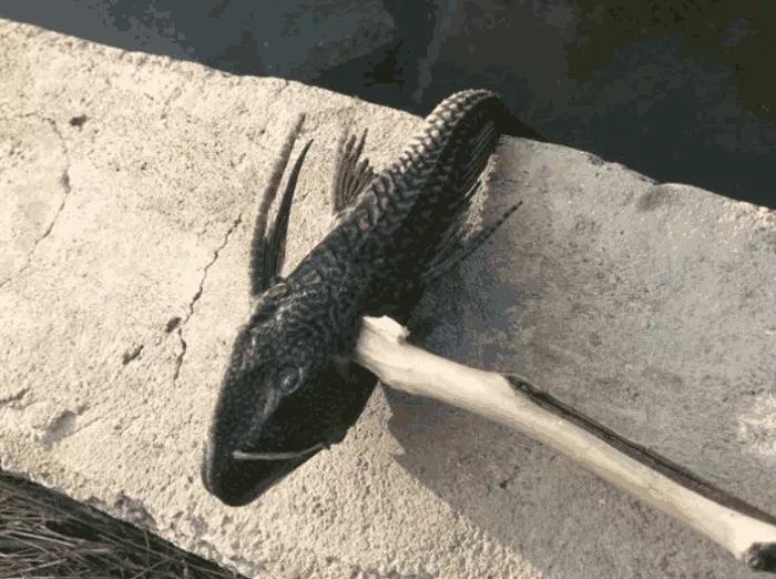 清道夫鱼是垃圾鱼吗,清道夫讨厌什么东西