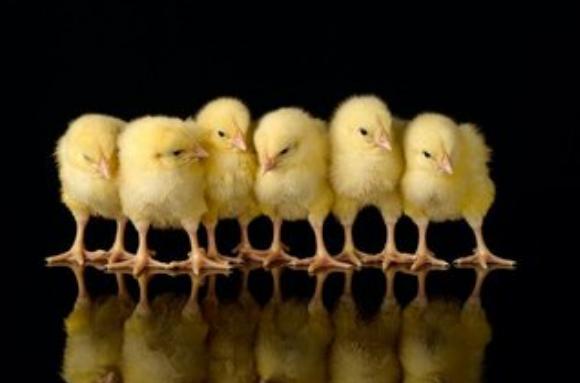出壳的雏鸡苗怎么辨别雌雄,雏鸡公母翻肛鉴别正确方法