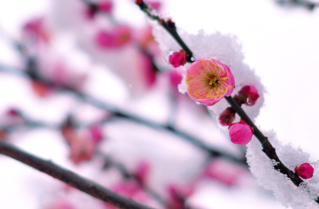 袁明忠|雪压梅枝梅压雪双铺锦地锦铺双(原创回文诗20组)