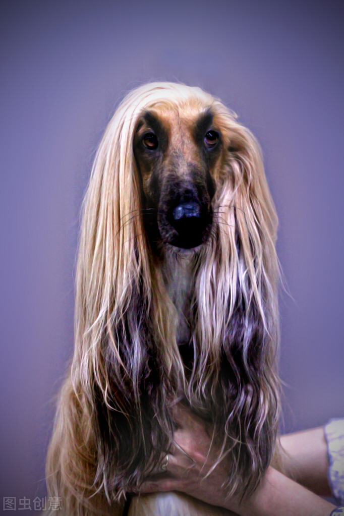 东方美犬,东方美狗狗