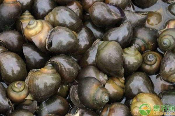 福寿螺养甲鱼视频,福寿螺甲鱼混养养殖可以吗