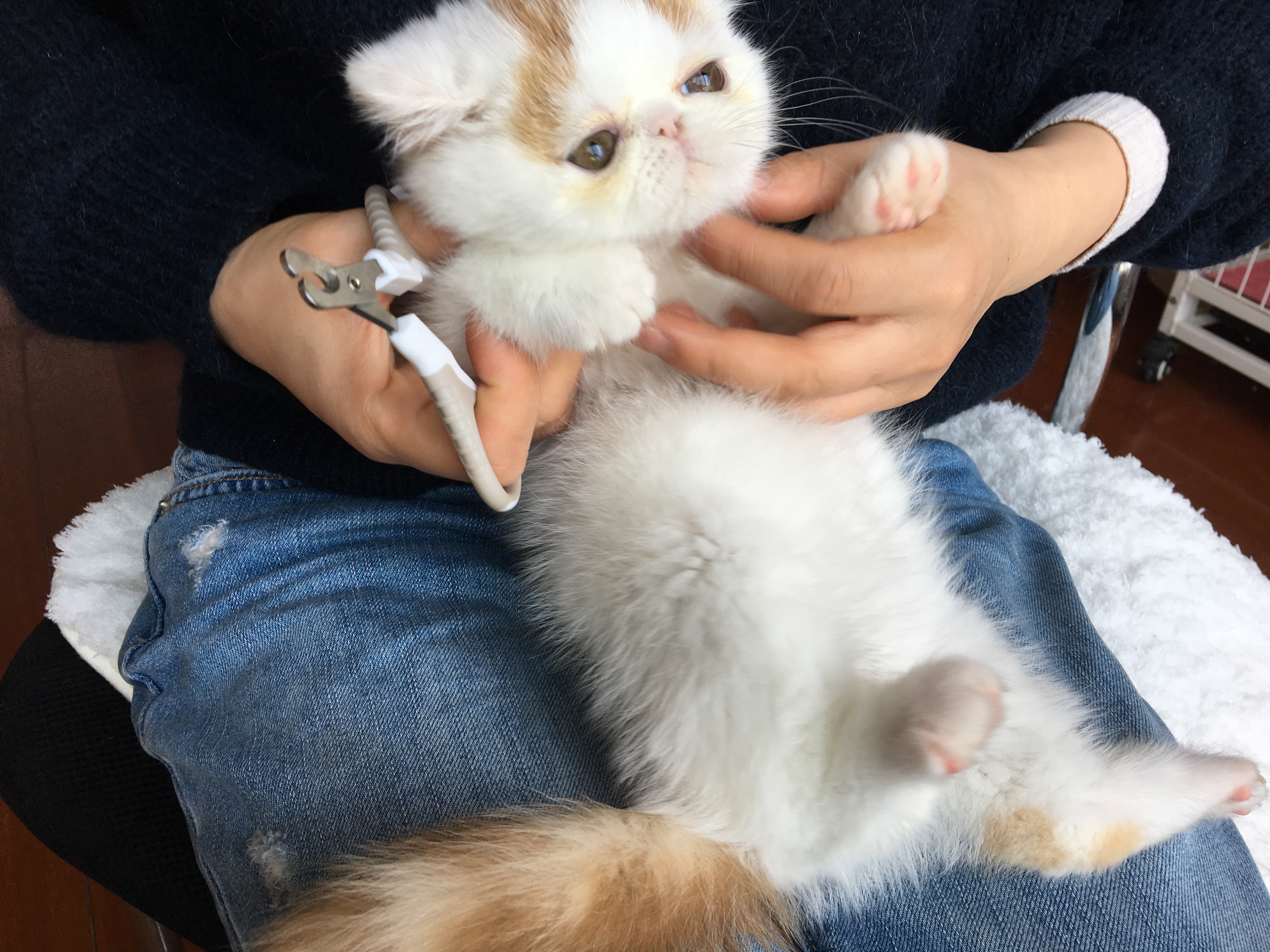 猫又脏又臭为什么还要养猫,猫很臭吗