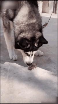 搞笑动图gif素材,搞笑动图gif图片2000期