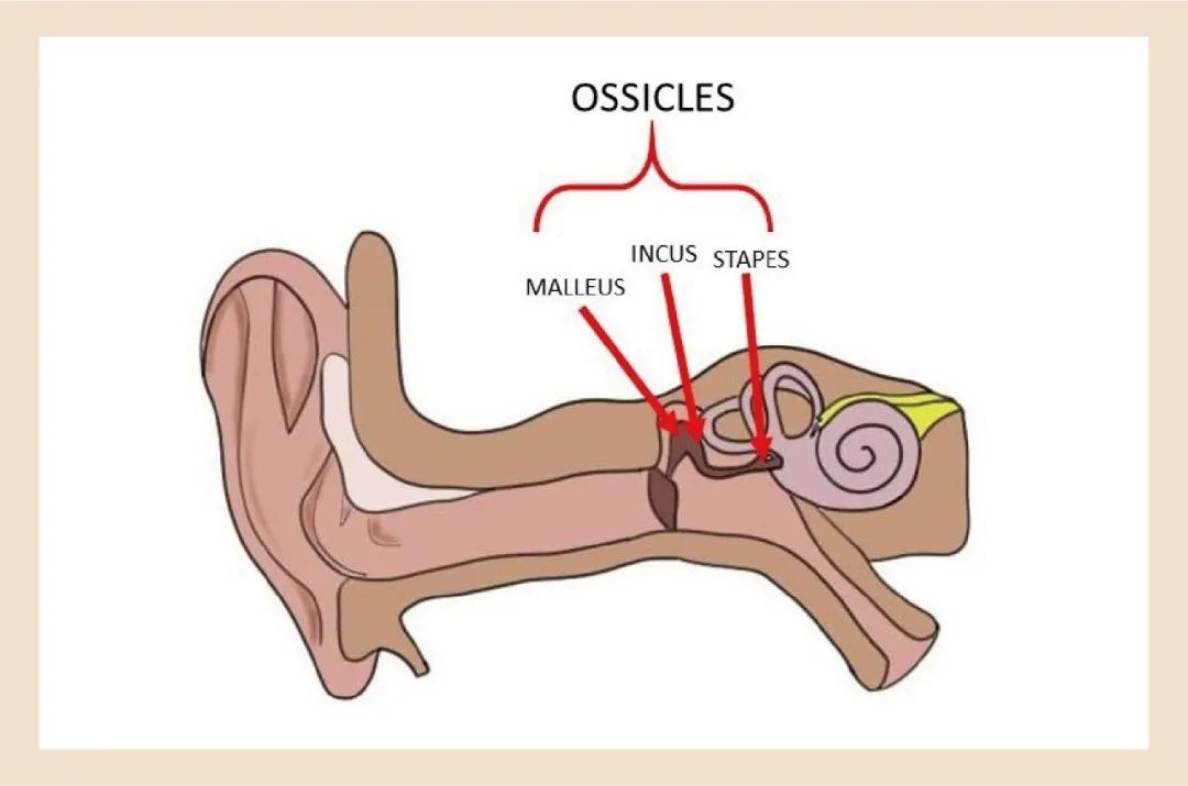 听觉世界的医者、雅士与侠客-同仁医院耳科主任李永新