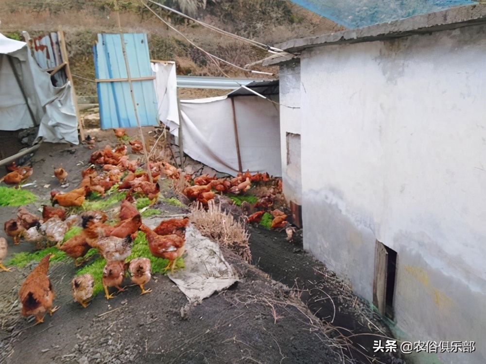 养牛和养羊哪个好养哪个挣钱,养羊和养牛哪个更赚钱前途好