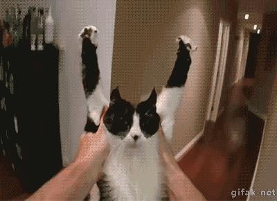 橘猫被抓警察局,肥猫被警察带走判刑