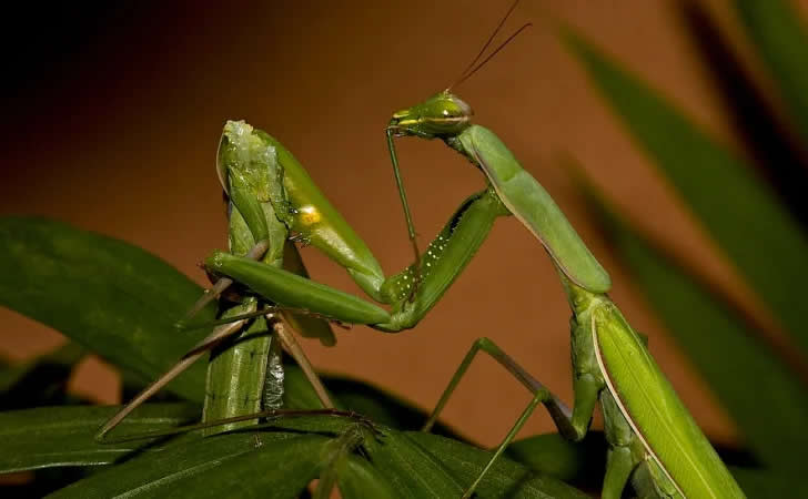 死了都要啪公螳螂头没了仍不忘“干活”