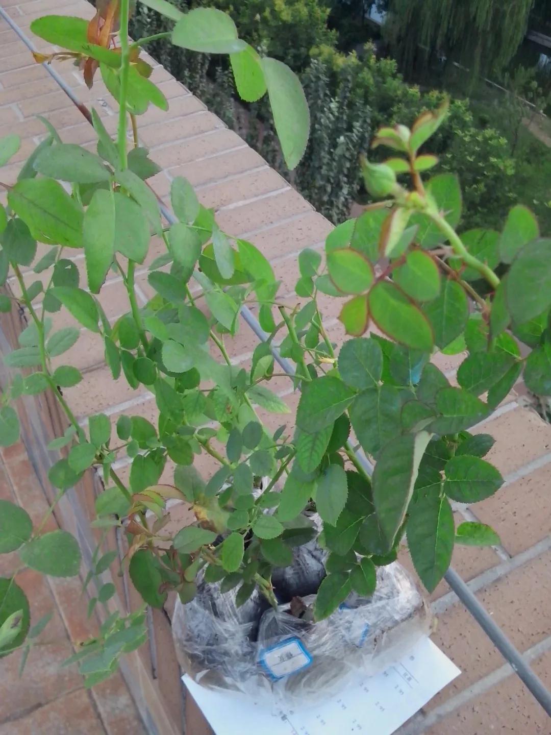 一棵粉达，撑起一座花园的一个春天