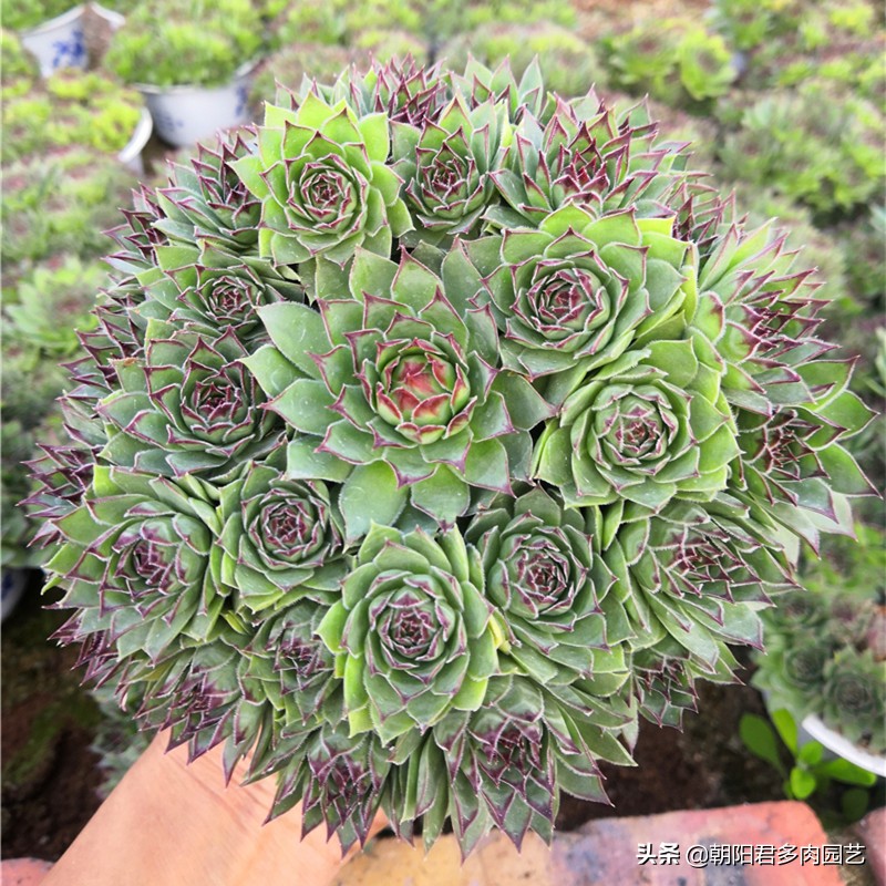 观音莲怎么养才肥,观音莲施肥用什么肥料好