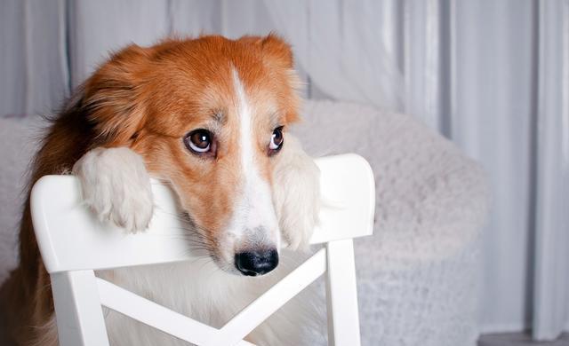 狗狗食欲不振,主要4大原因!作为主人你了解多少?