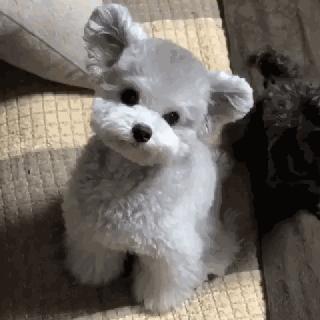 小泰迪能做立耳吗,立耳小泰迪视频