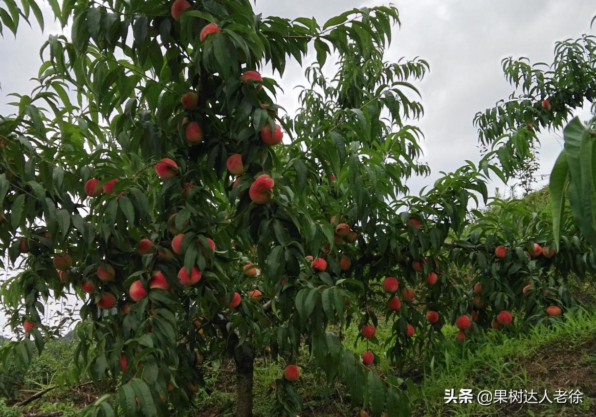 桃树修剪的主要措施有哪些,修剪桃树技术视频教程