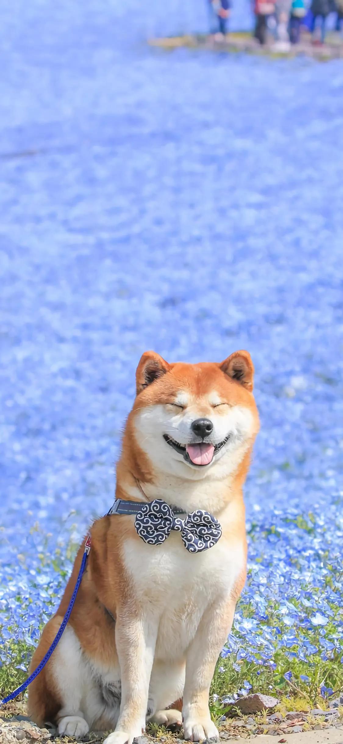 壁纸不管你做什么都要做到极致,不做别人公主只做自己的女王壁纸