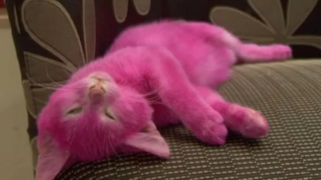 小狗被染色,给可爱小狗染色