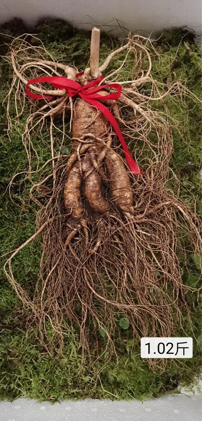 人参7两为参八两为宝什么意思,人参为什么说7两为参8两为宝