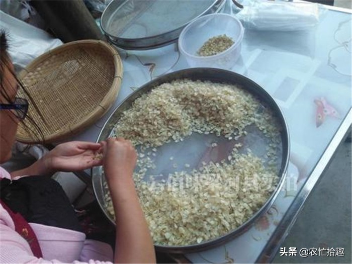 曾在农村常见,30年前被大量砍伐,今一斤260元,受女人喜爱