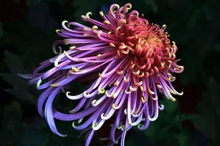 花中四君子菊花国画用笔,花中四君子菊花高清图片