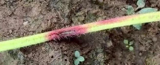 草莓炭疽病与根腐病是什么引起的,安徽草莓炭疽病零星发病怎么办