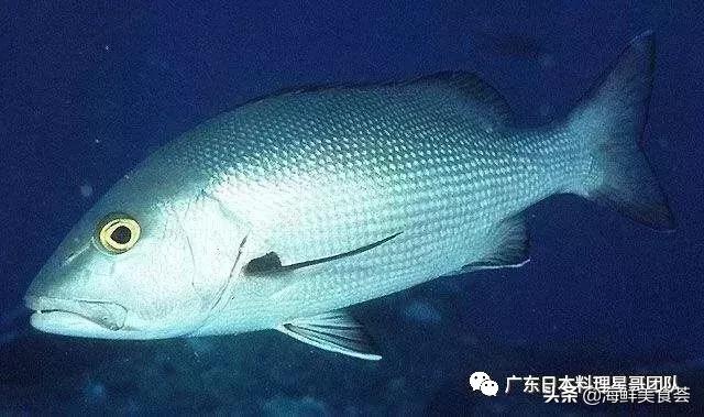 这5种淡水鱼值得多吃,中国最好吃的鱼类排行榜