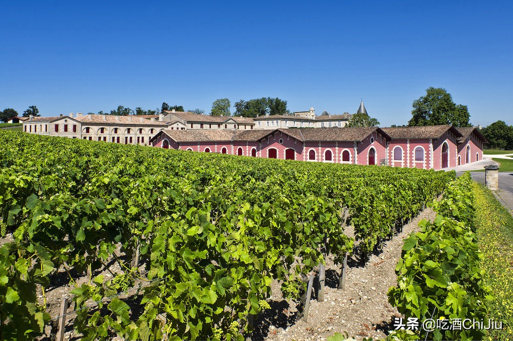 南非小拉菲红酒简介 (小拉菲红酒怎么鉴别真假)