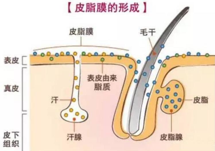 对于皮脂膜你有多少了解？