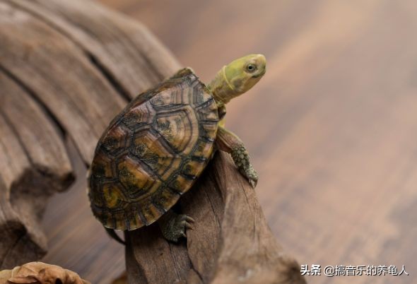 新龟入手注意事项,新手养龟到底该给乌龟倒多少水