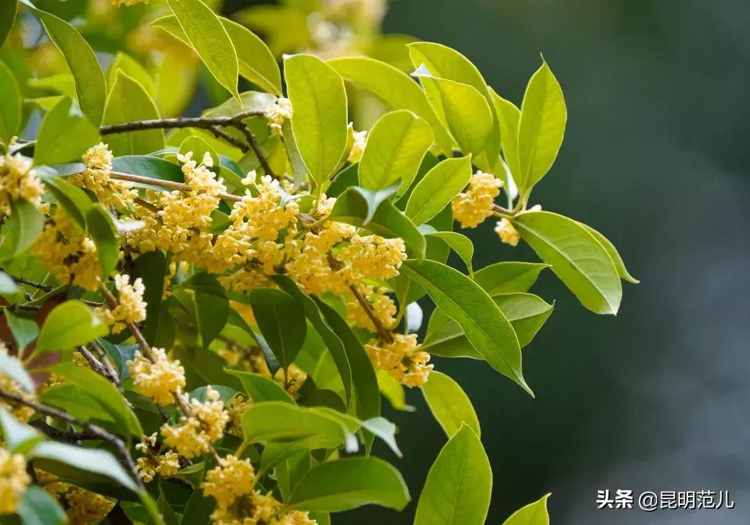 桂花落雨满园香|来黑龙潭公园感受初秋的气息