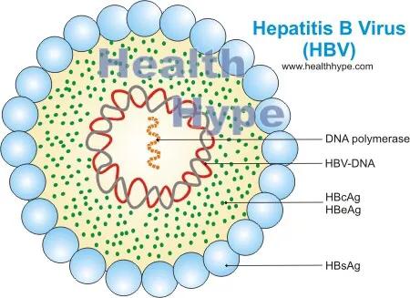 肾功能不好用什么抗乙肝病毒,肾功能不好乙肝抗病毒用哪种药