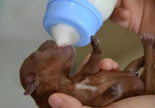 泰迪的饲养方法及注意事项,泰迪饲养的6个小方法