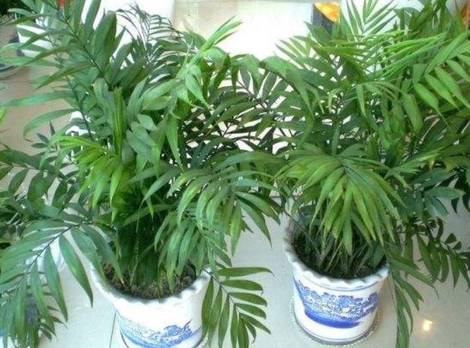 盆栽椰子叶子发黄怎么办,幸福椰子叶片发黄