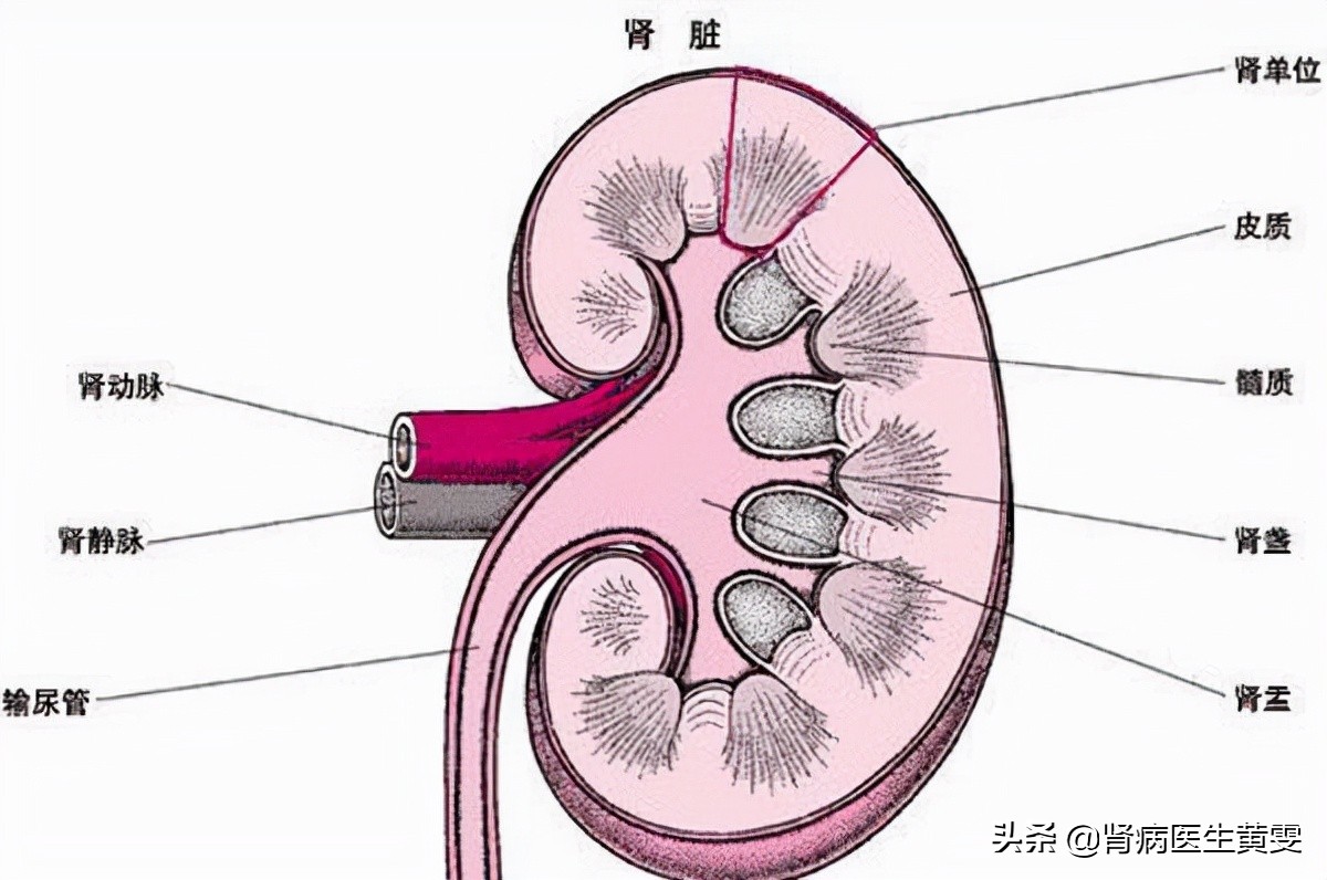 糖尿病肾衰适合吃什么粗杂粮,糖尿病吃药会对身体造成什么影响
