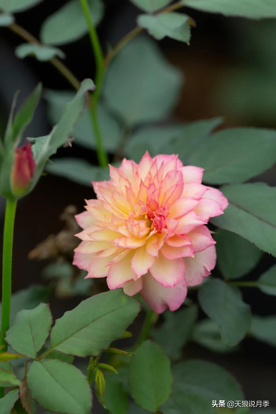 天狼自育抗病强品种,天狼自育浓香品种