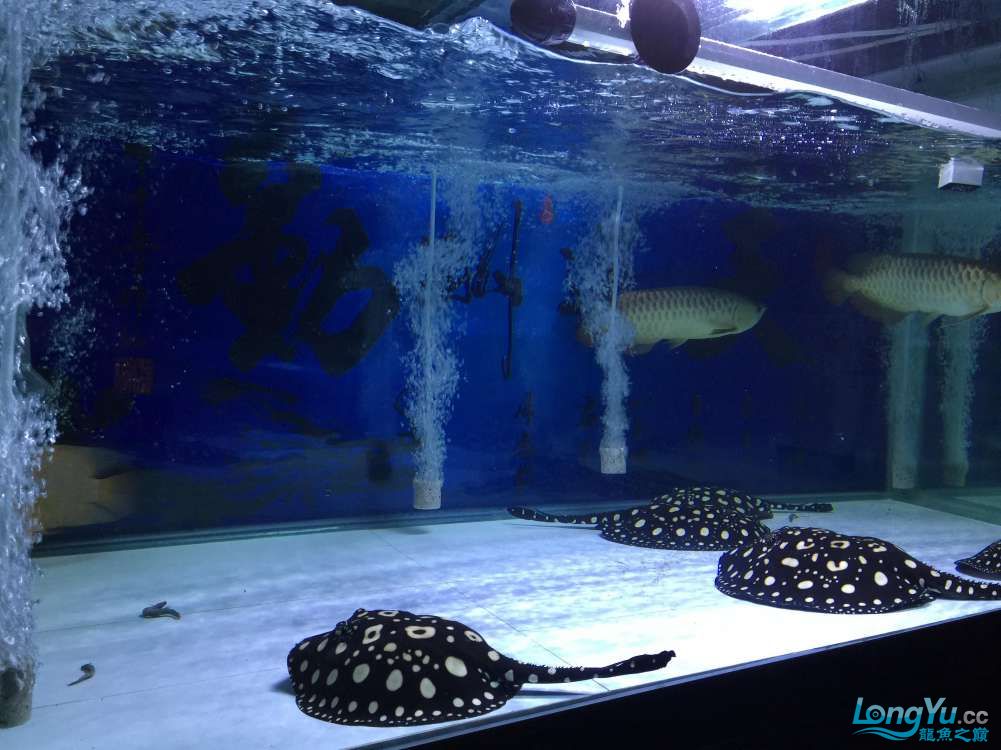 龙鱼混养被打沉缸,龙鱼打架不动了