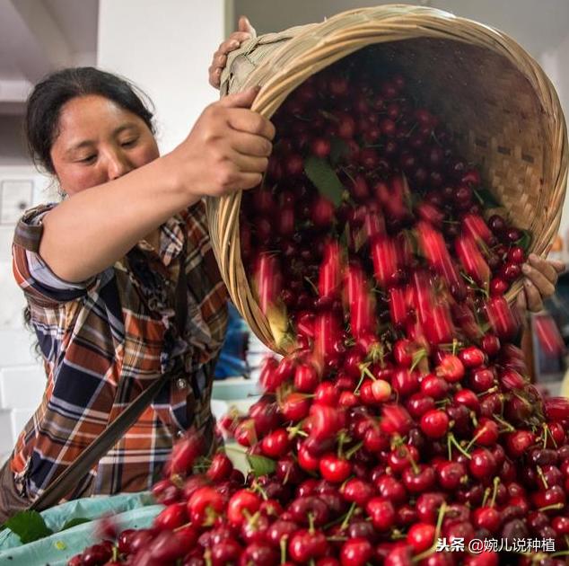 车厘子不就是美国大樱桃吗,车厘子是进口的樱桃吗