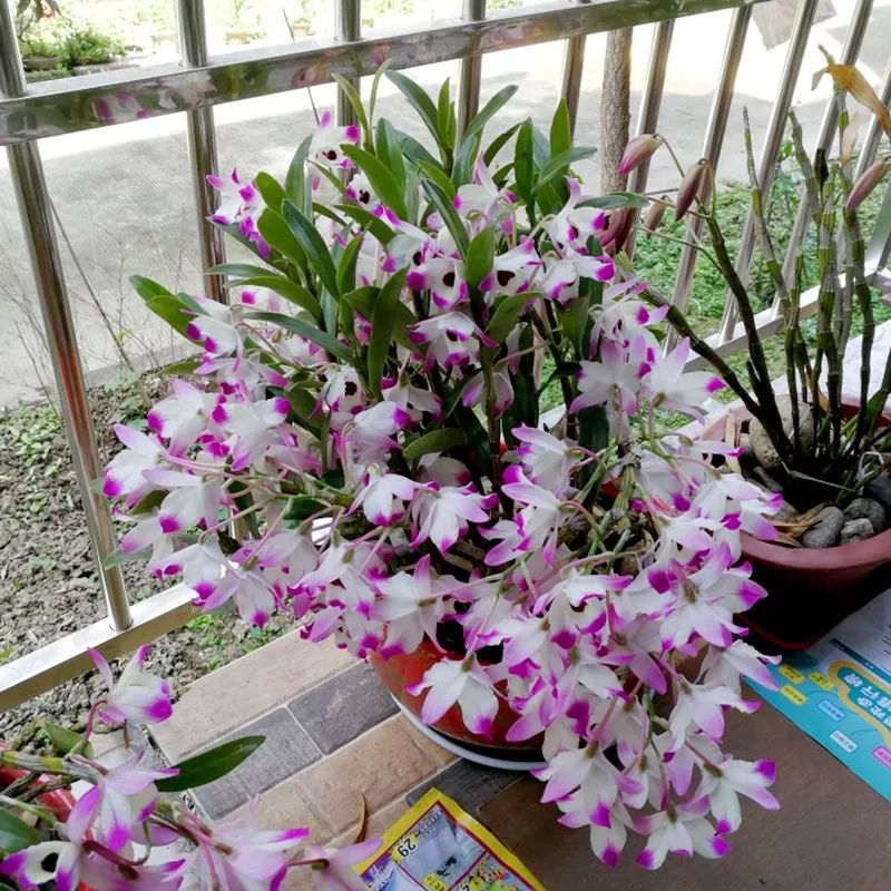 好养的兰花既高贵又漂亮惹人喜欢,哪种兰花最好养四季开花又很香